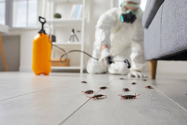 Affordable Termite Control solutions in Grosse Pointe, MI
